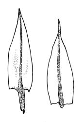 Bryum radiculosum, leaves. Drawn from K.W. Allison 703, CHR 515482.
 Image: R.C. Wagstaff © Landcare Research 2015 